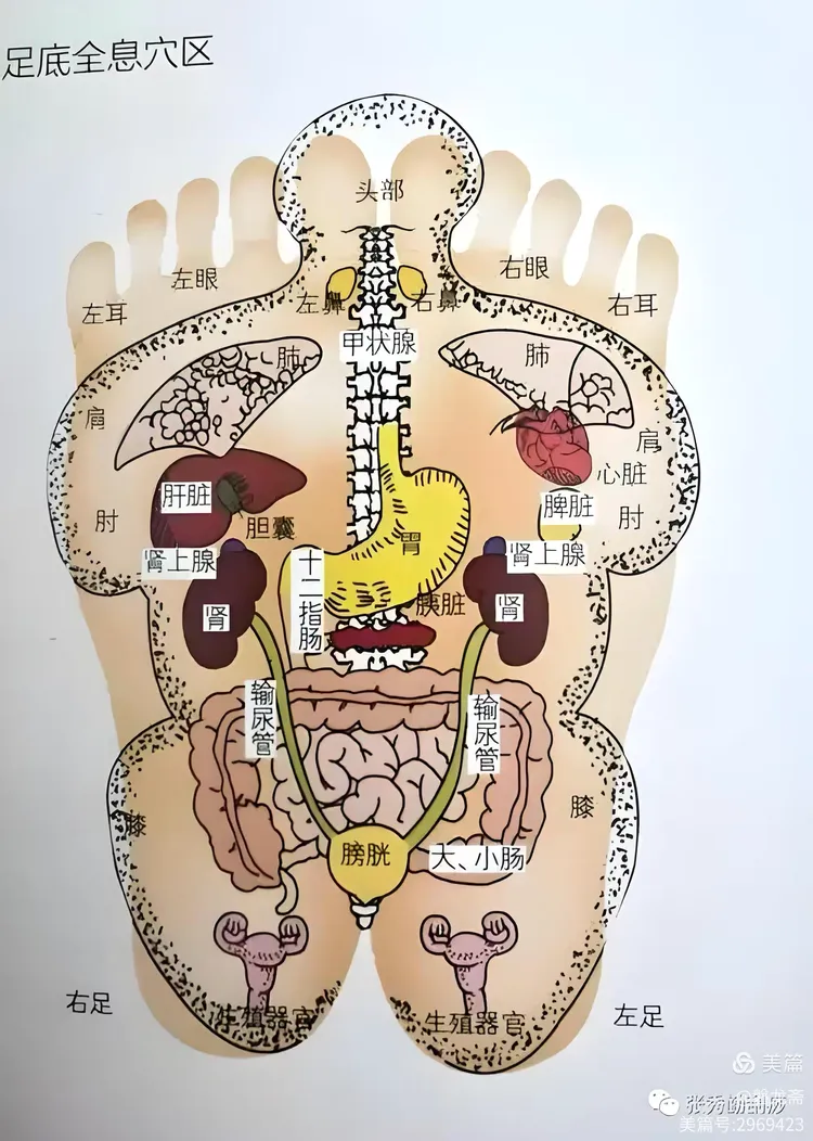 脚全息,面部全息,手全息,背部全息,耳朵全息穴位